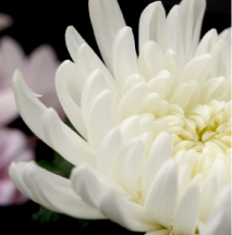 横浜市戸塚区の葬儀　お客様の声　菊の花
